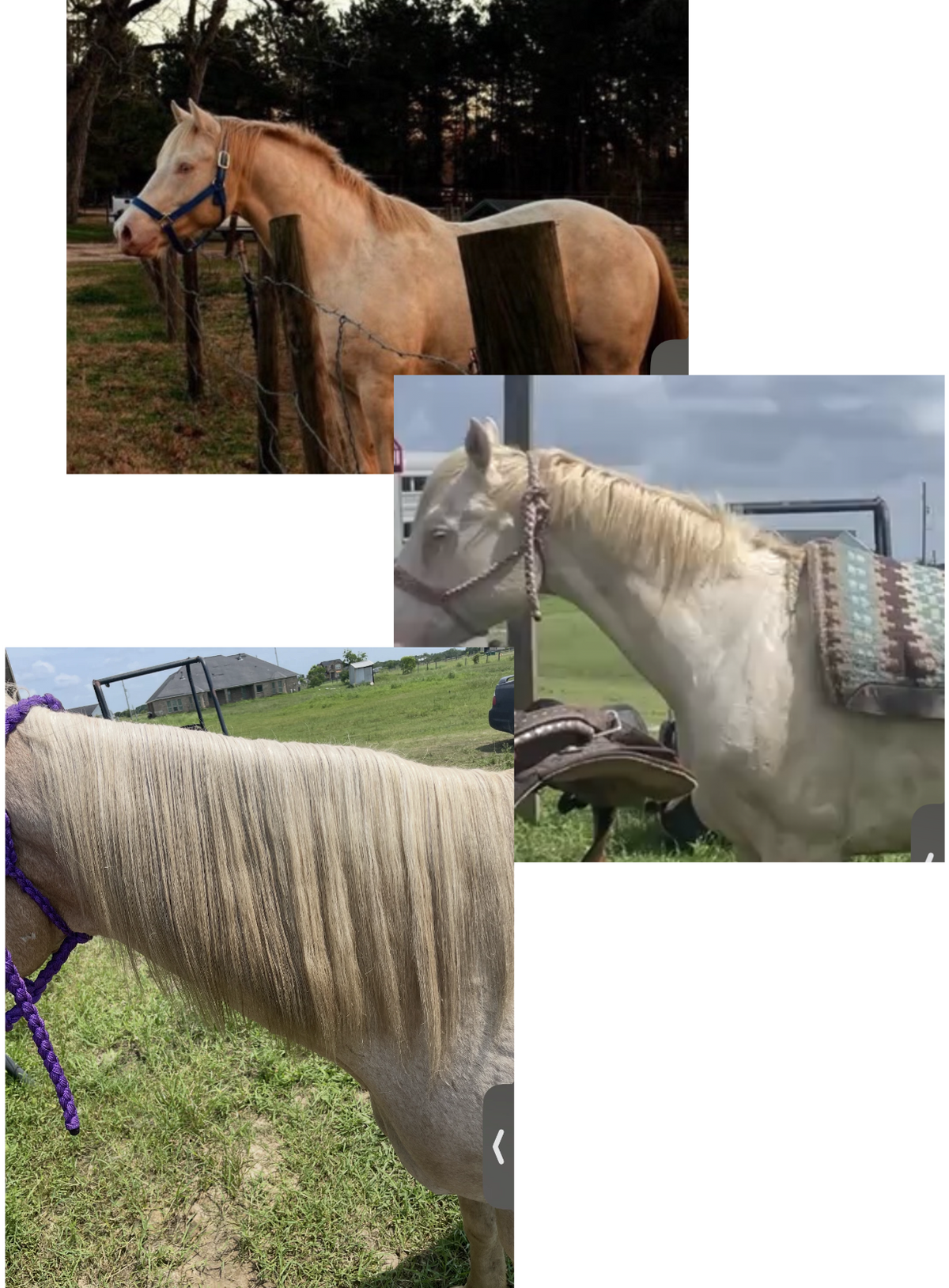 Evergrowth Hair Oil for Horses